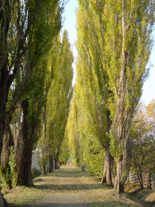 北海道大学的白杨树林荫道